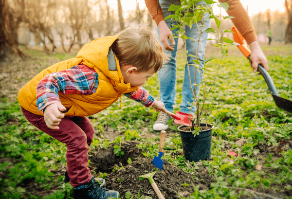 De Haan plant 500 nieuwe bomen